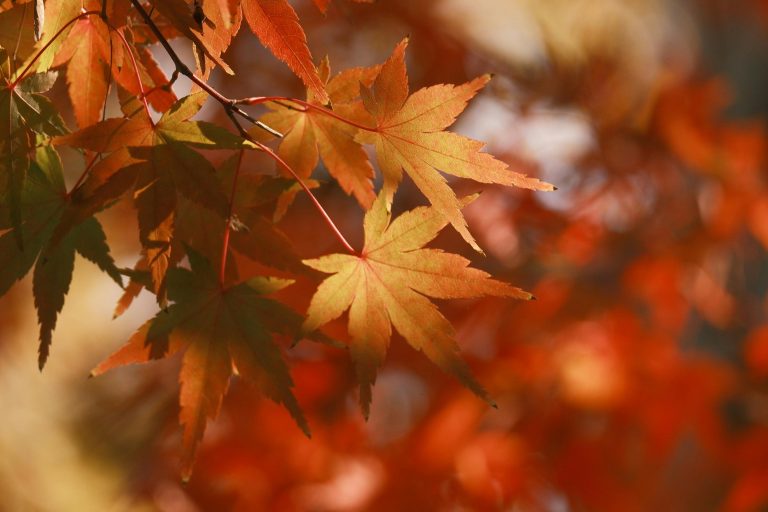 Boondocking vs Campground Travel Trailer: Best Camping Choice