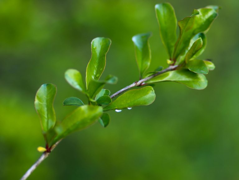 Overland Trailer Guide: Setup, Camping & Off-Road Travel Tips