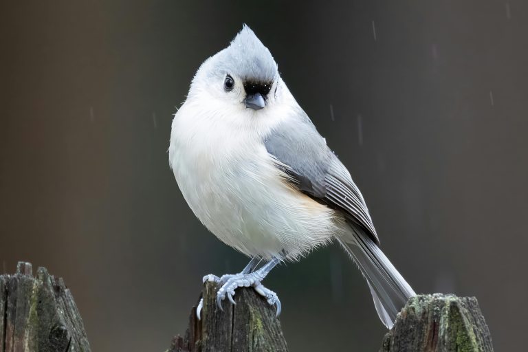 Luxury Travel Trailers: Guide to Features & Full-Time Living