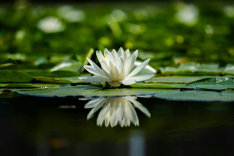 Eco‑Friendly Travel Trailer Materials: Sustainable Guide