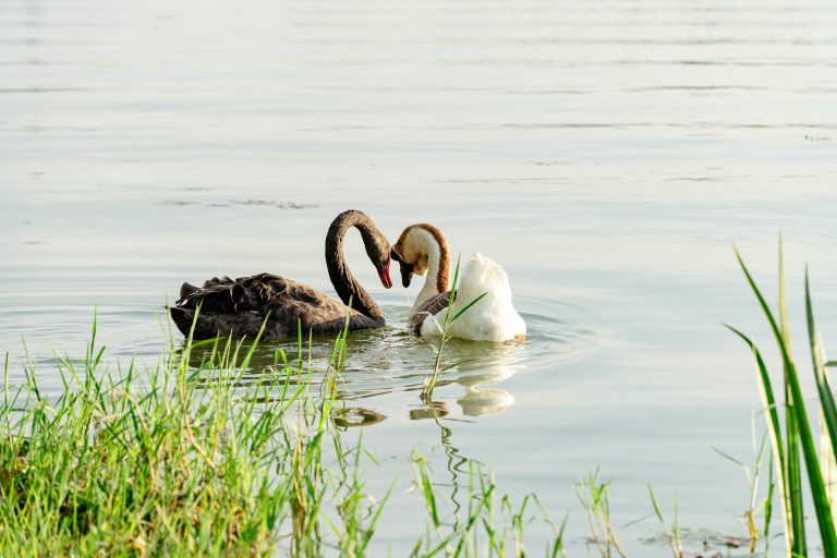 Off Road Campers: Ultimate Guide to All-Terrain Travel