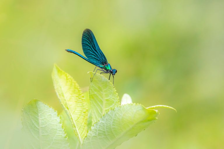 Badass Campers: Rugged Off-Road Adventure Guide