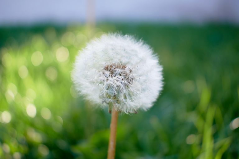 Travel Trailer Awnings: Types, Setup & Maintenance Tips