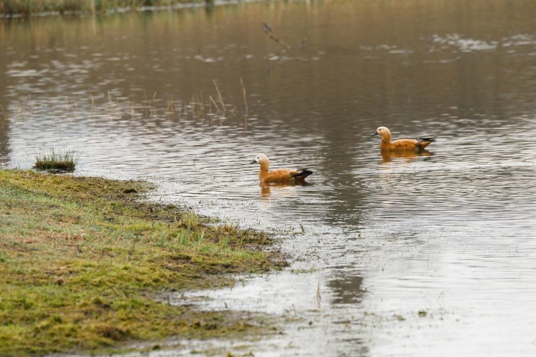 Off Road Hitch Maintenance: Checklist, Safety & Care Guide