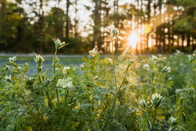 Small Pop Up Camper Trailer Guide for Lightweight Camping