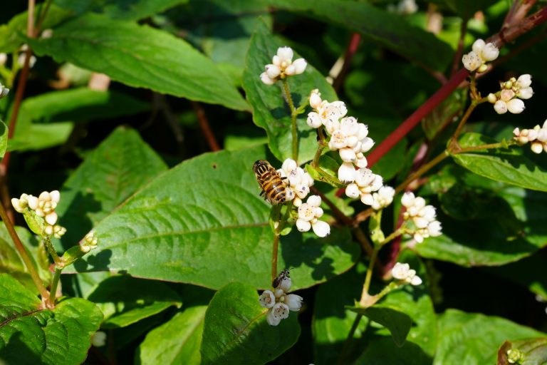 High End Campers Explained: Features, Setup & Buying Guide