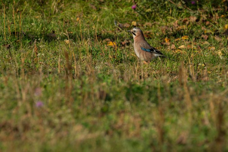 Adventure Camper Trailer Guide for Off-Grid Travel