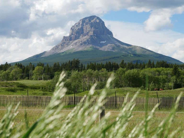 Trailer Hybrid Camper Guide: Features, Uses & Trends