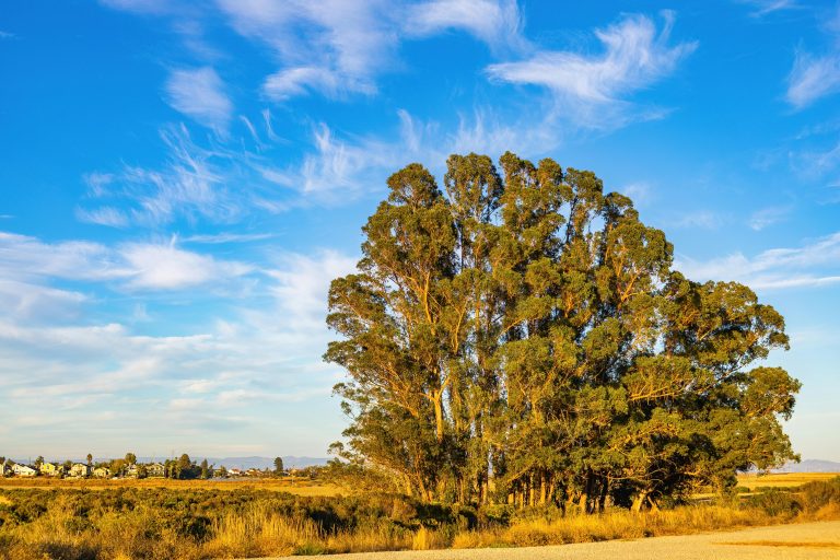 Dispersed Camping Colorado: Tips & Top Spots Guide