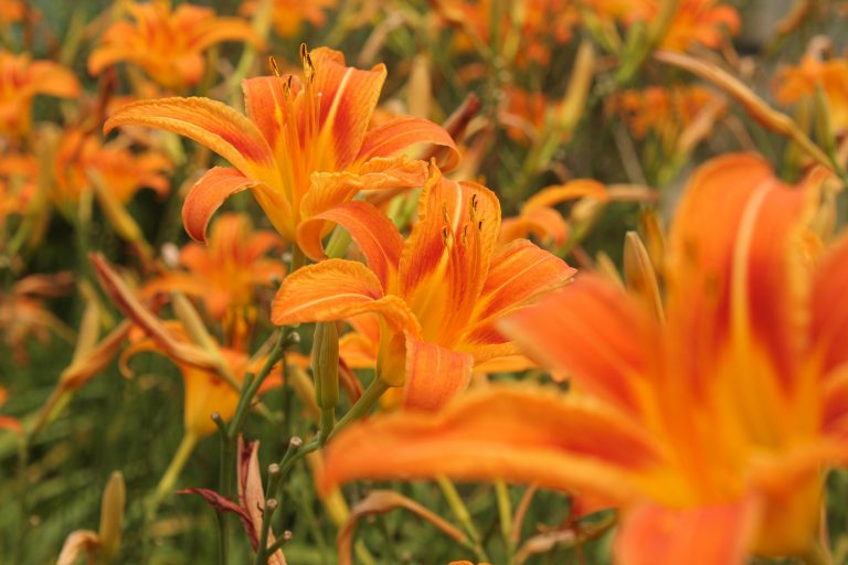 Truck Towing Camper Guide: Safe, Smart Towing Tips