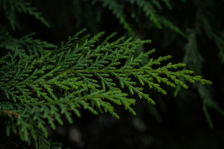 Compact Toy Hauler: Buying, Packing & Adventure Tips