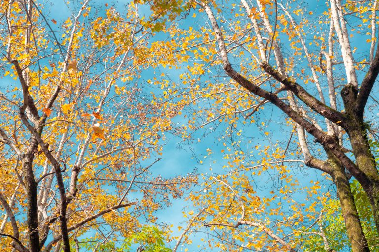 Remote RV Monitoring Apps 2026: Complete Guide