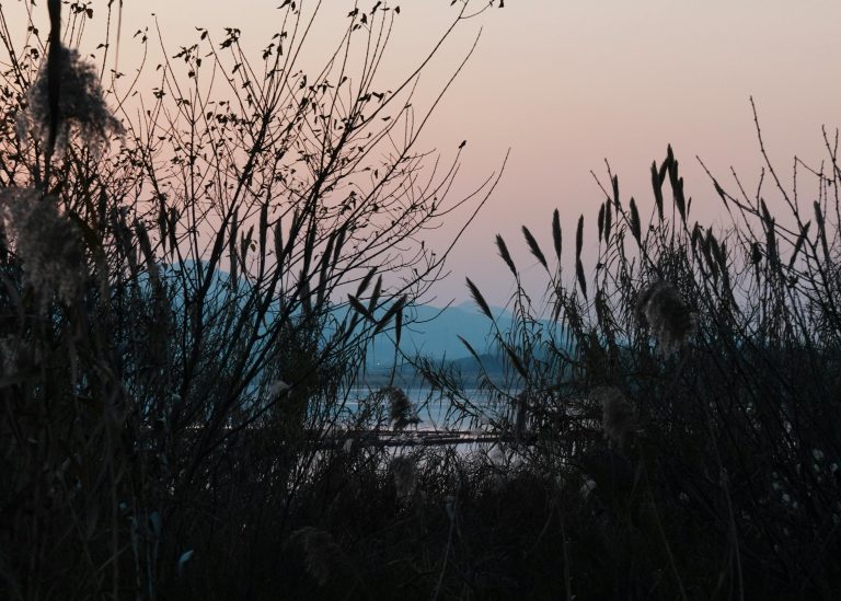 Pop Up Campers: Complete Guide for Travel & Maintenance