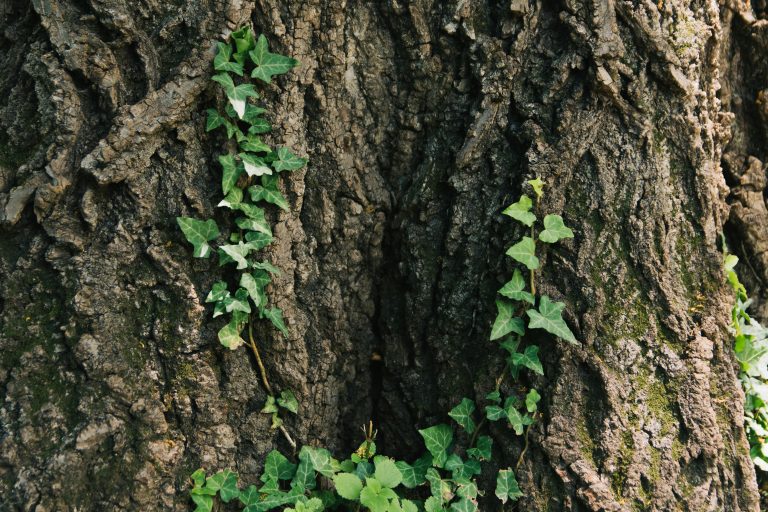 Battery Voltage Check for Class B RVs Made Easy