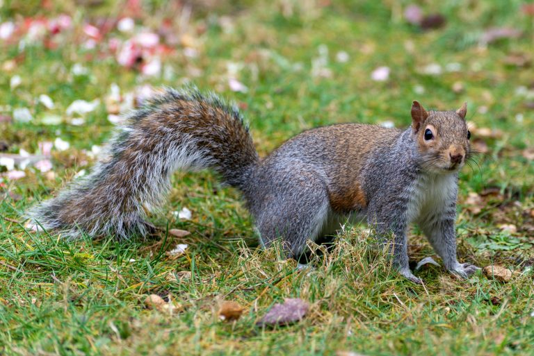 National Park and Wilderness Travel Tips Guide