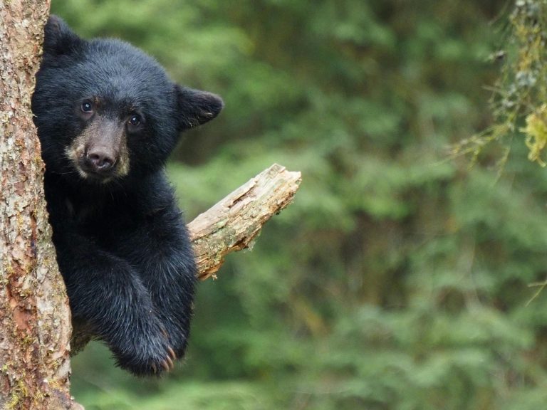 Hard-Sided Pop-Up Campers: Complete Beginner Guide