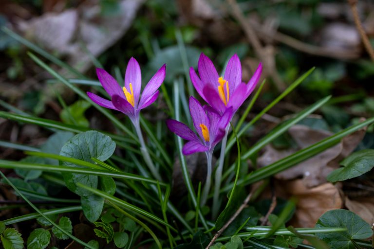 Outback Springs RV Resort Guide & Camping Tips