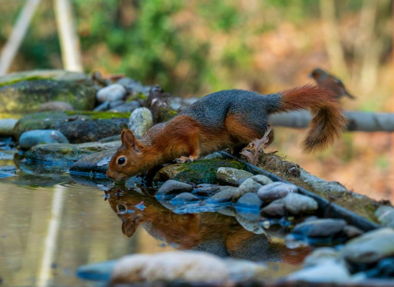 RV Alternator Charging: Compatibility & Setup Guide