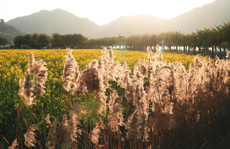 Off Road Camper Trailer Guide: Choose & Setup