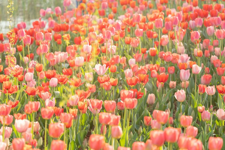 RV Camping for Beginners: Easy Start Guide