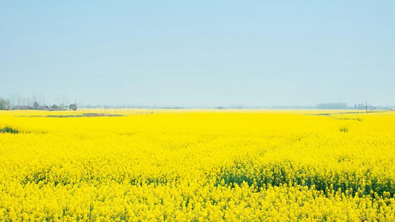 How to Check RV Battery Health: Easy Guide