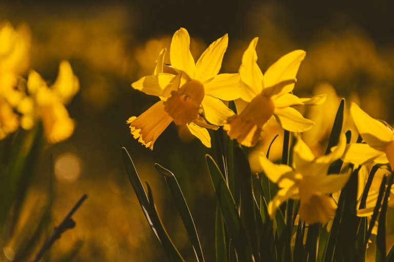 RV Awning Guide: Types, Installation & Care