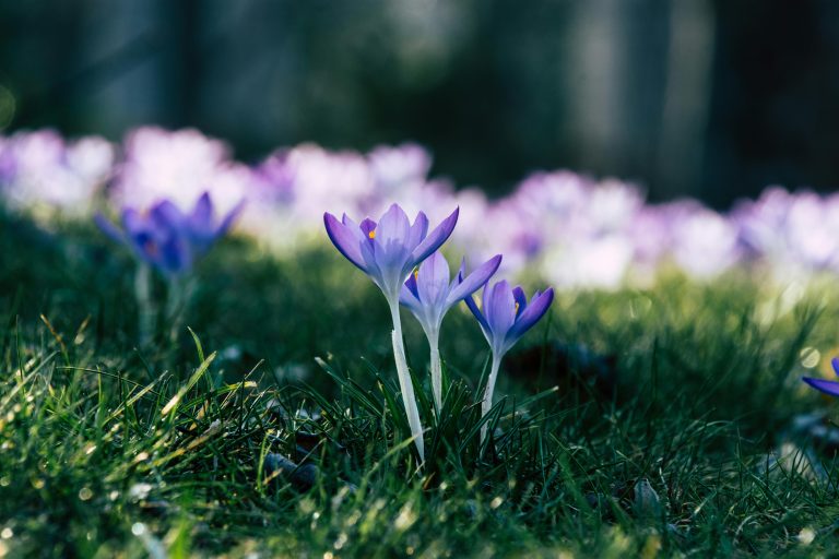 DC to DC Charger RV Guide for Efficient Charging