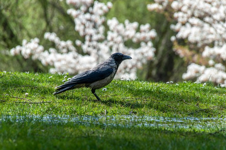 RV MPPT Controller Guide: Choose & Install Smart